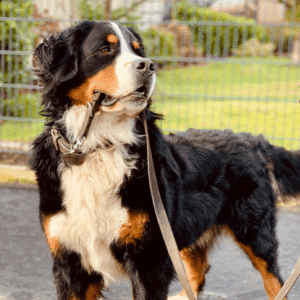 Leash Reactivity