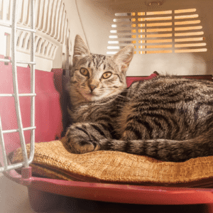 Make trip to vet hospital