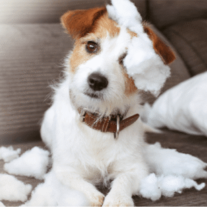 Preventing Separation Anxiety