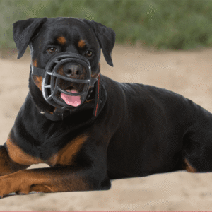 keep calm and muzzle on